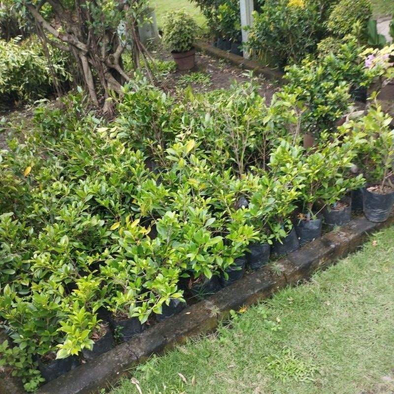 Bonsai Beringin Kimeng 5