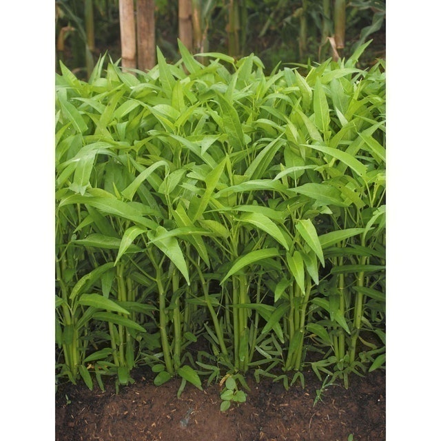 East West Seed Cap Panah Merah - Benih Kangkung Bangkok LP1 