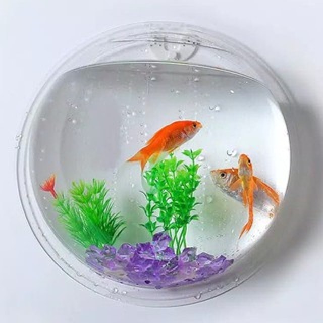 Aquarium Tempel Bentuk Bulat untuk Tanaman dan Ikan Cupang