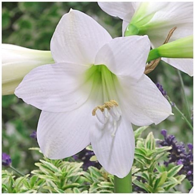  Bibit Bunga Amaryllis Bunga Bakung