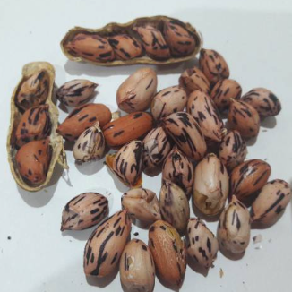 Merpati  Kacang Sangrai Batik