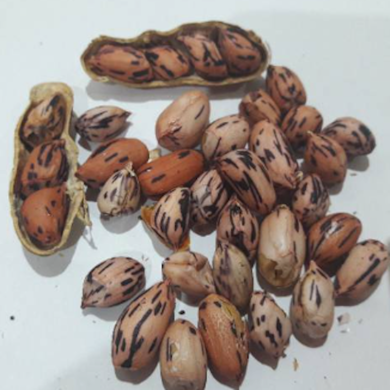 Kacang Sangrai Batik 2