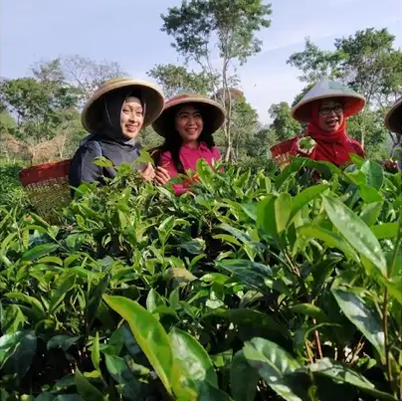 Wisata Agro Wonosari 3