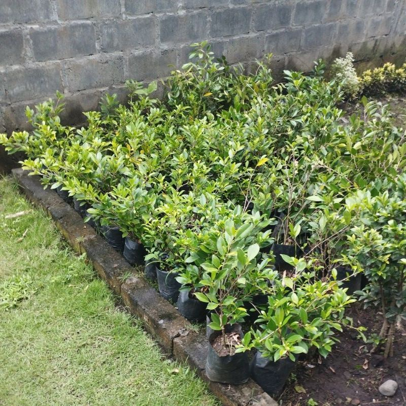  Bonsai Beringin Kimeng