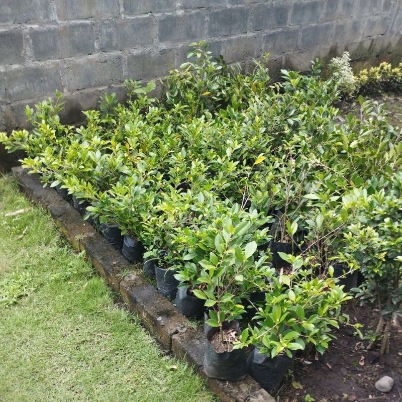 Bonsai Beringin Kimeng 4