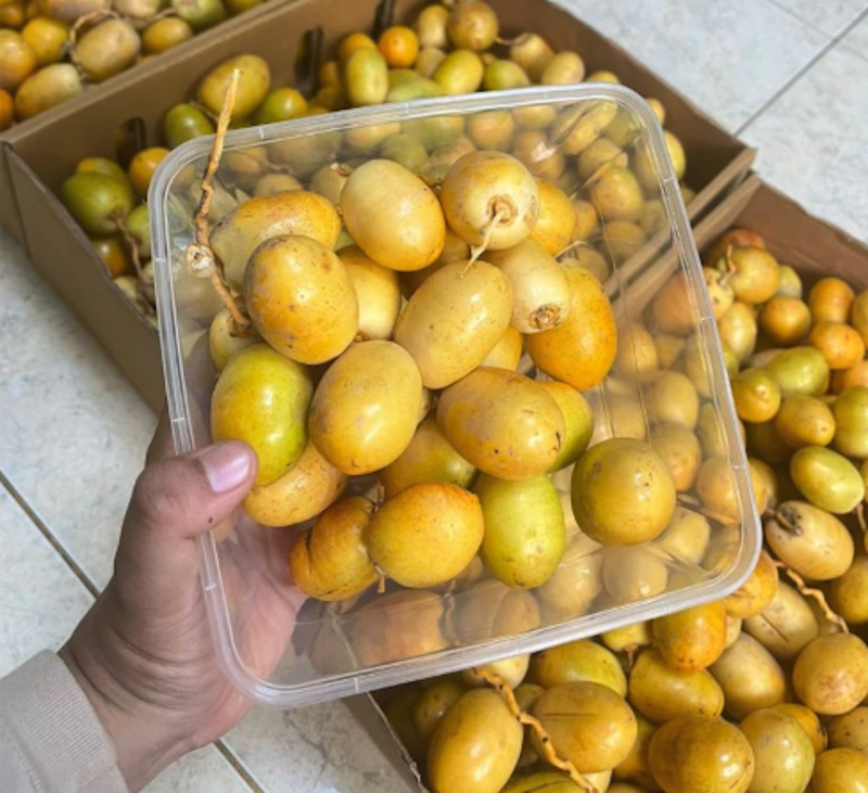 Kurma Muda Barhee 4