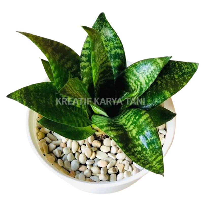 Sansivera Mini Hijau Kodok 1