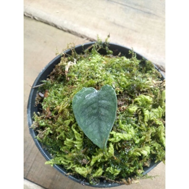  Monstera siltepecana