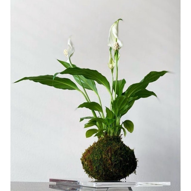 Bibit Bunga Peace Lily
