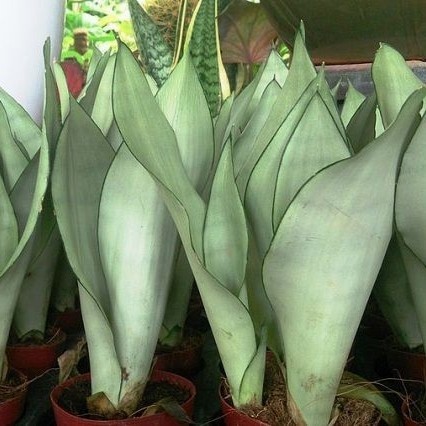 Sansevieria trifasciata 'Moonshine' 4