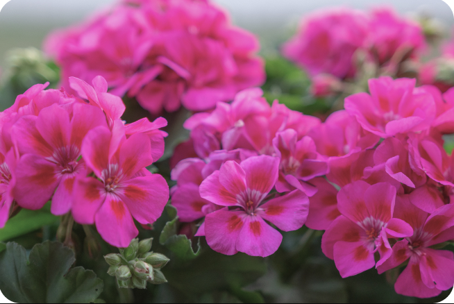 Essential Oil Geranium 4
