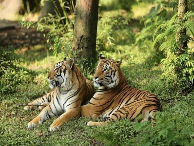Taman Safari Prigen  3