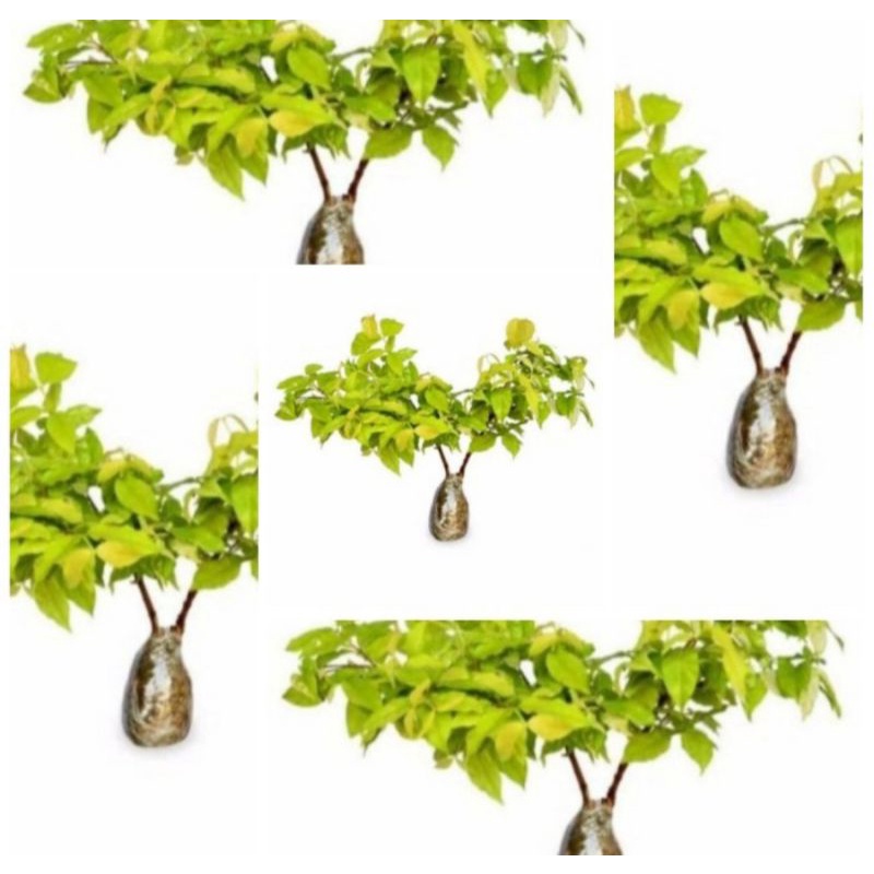  Bonsai Anting Putri