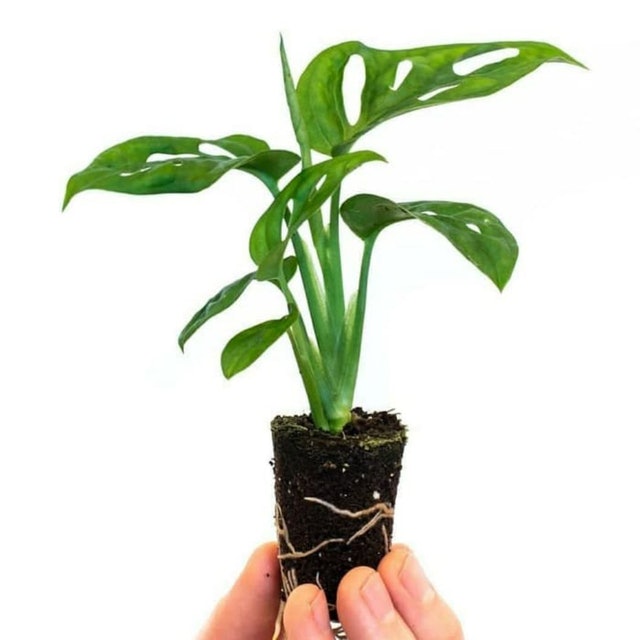  Monstera adansonii