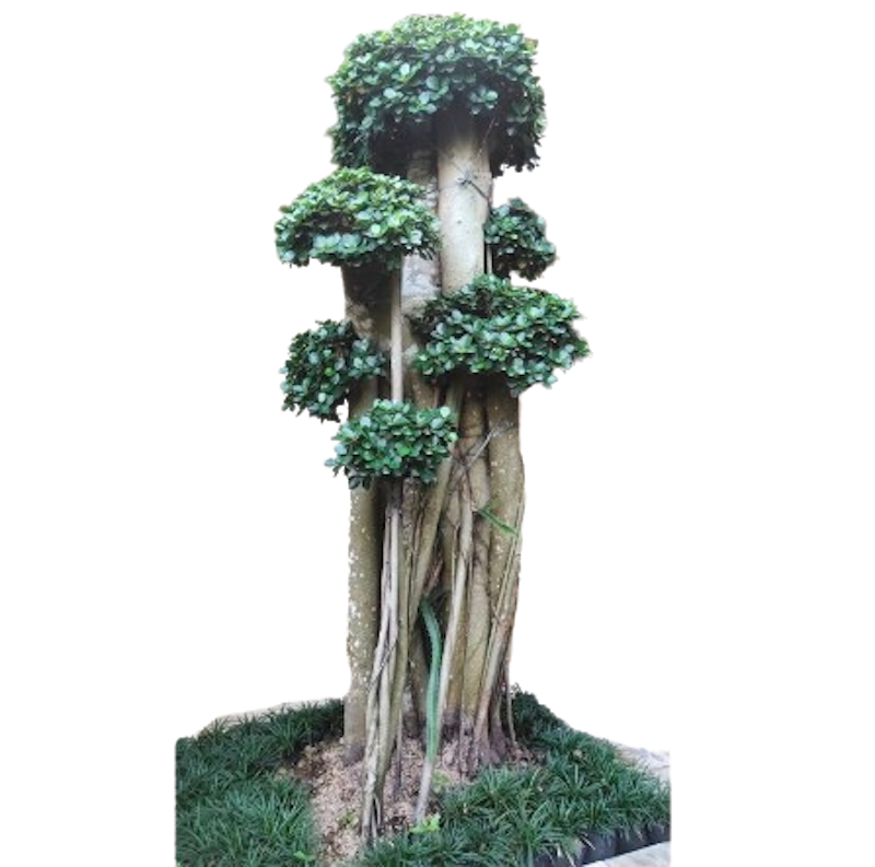 Bonsai Beringin Korea 1