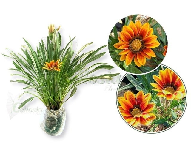 Bunga Matahari Gazania
