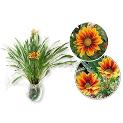 Bunga Matahari Gazania