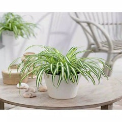 Lili Paris / Spider Plant (Chlorophytum comosum)