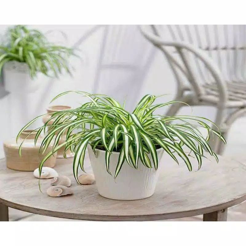 Lili Paris / Spider Plant (Chlorophytum comosum) 1