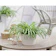 Lili Paris / Spider Plant (Chlorophytum comosum) 1