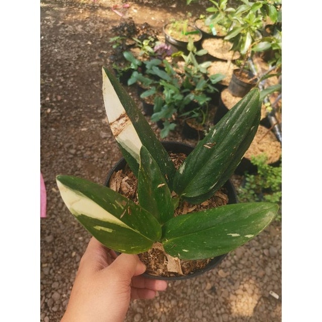  Monstera standleyana variegata