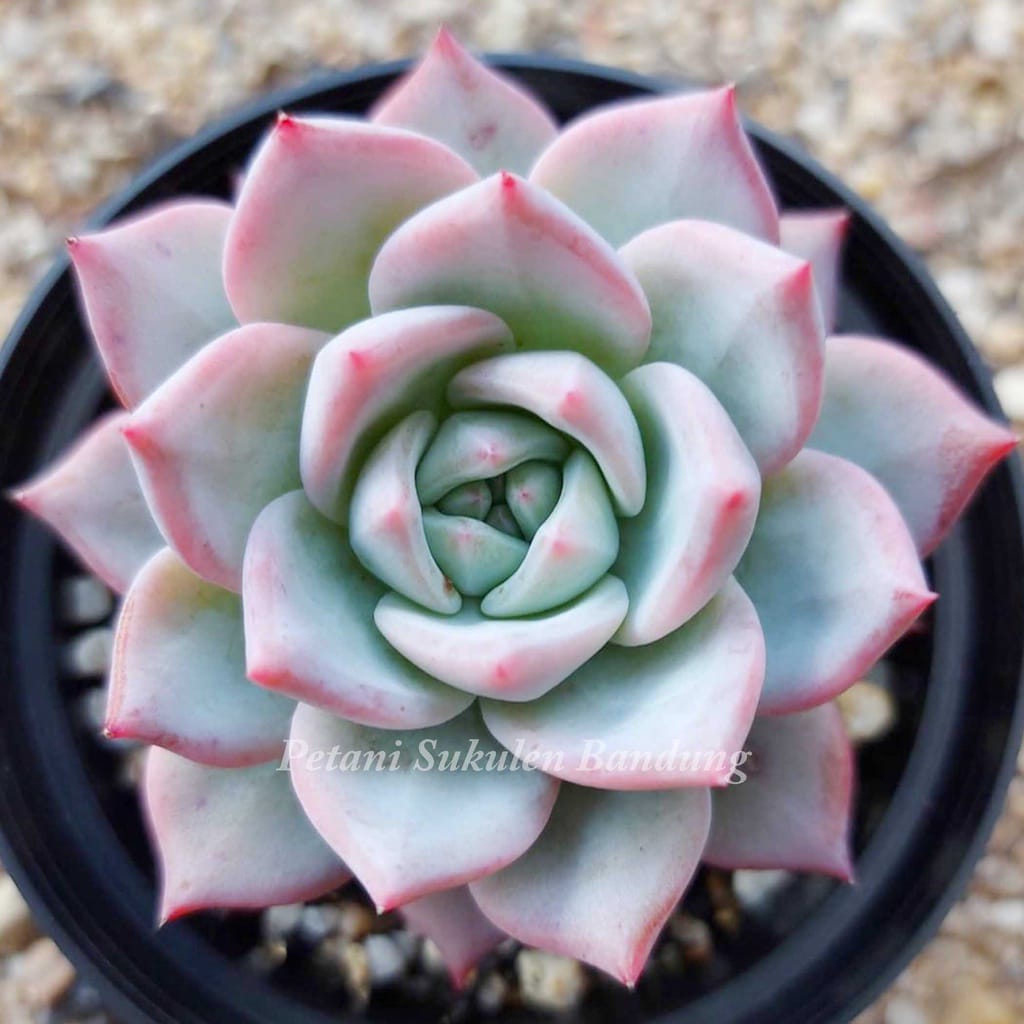 Petani Sukulen Bandung Kaktus Premium Import