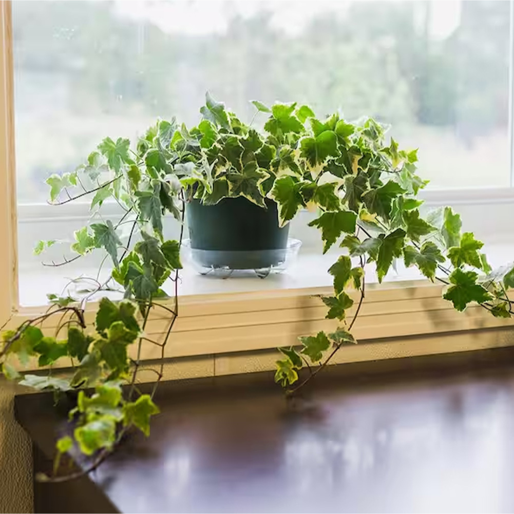English Ivy (Hedera helix) 2