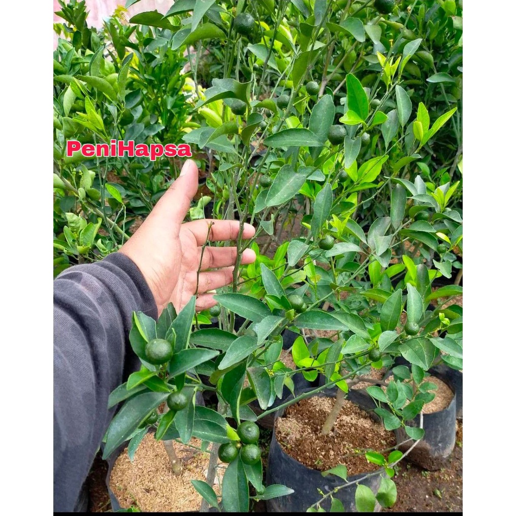 Bibit Jeruk Santang Madu Berbuah Tinggi 1 Meter 3