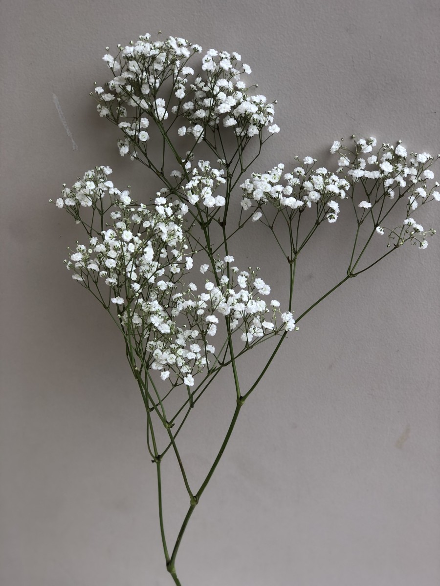  Fresh Natural Baby Breath