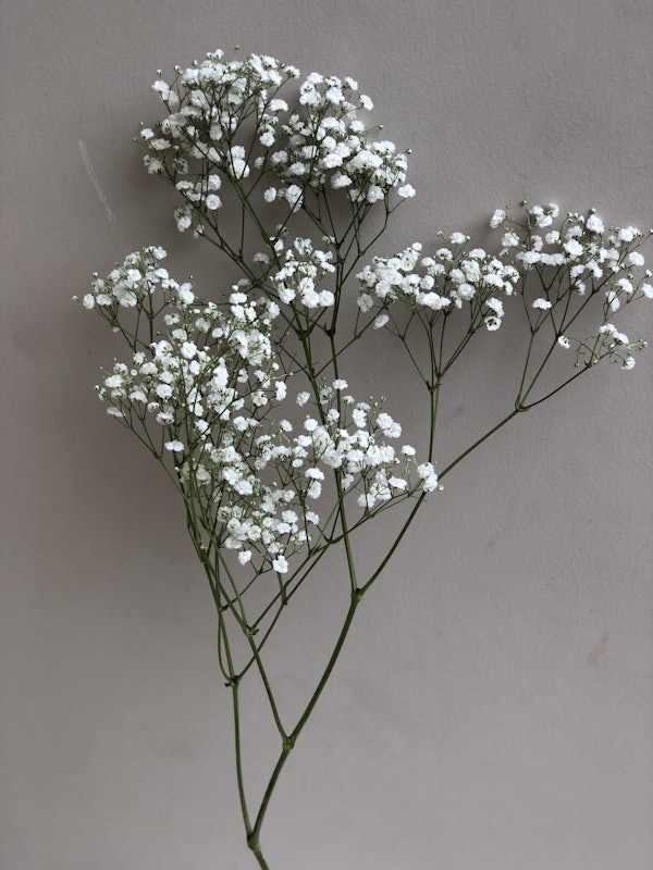 Fresh Natural Baby Breath 4