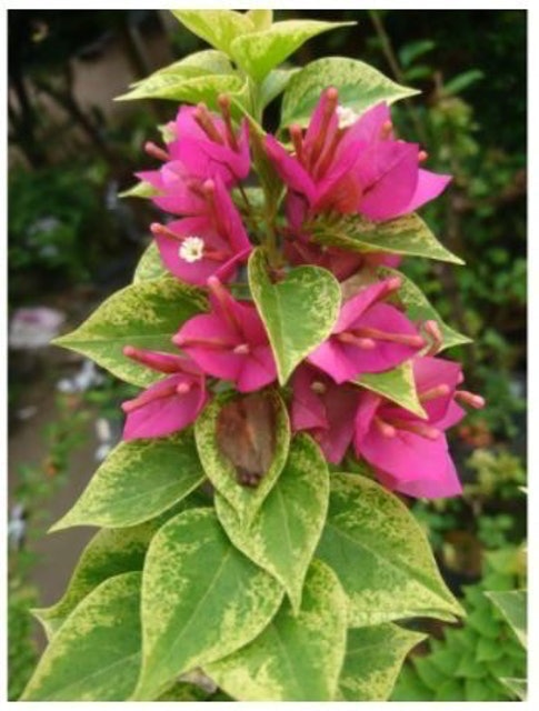 Bibit Bunga Bugenvil Singapura