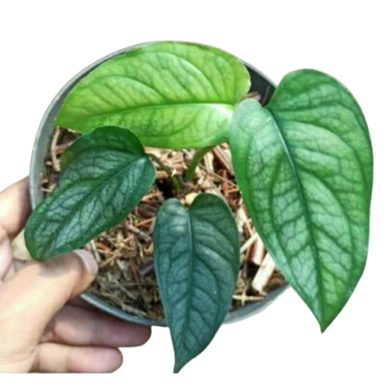 Monstera siltepecana 1