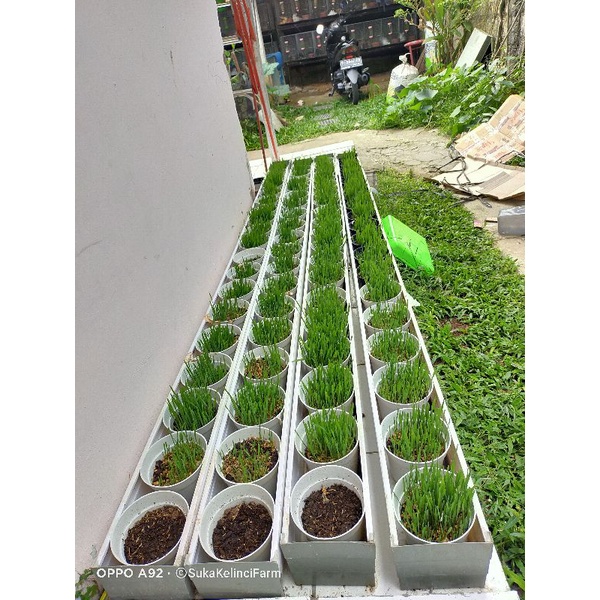 Rumput Kucing Siap Makan 4