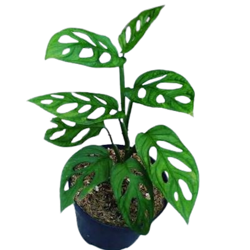 Janda Bolong (Monstera adansonii) 1
