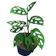 null Janda Bolong (Monstera adansonii) 1