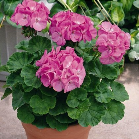  Tanaman Geranium