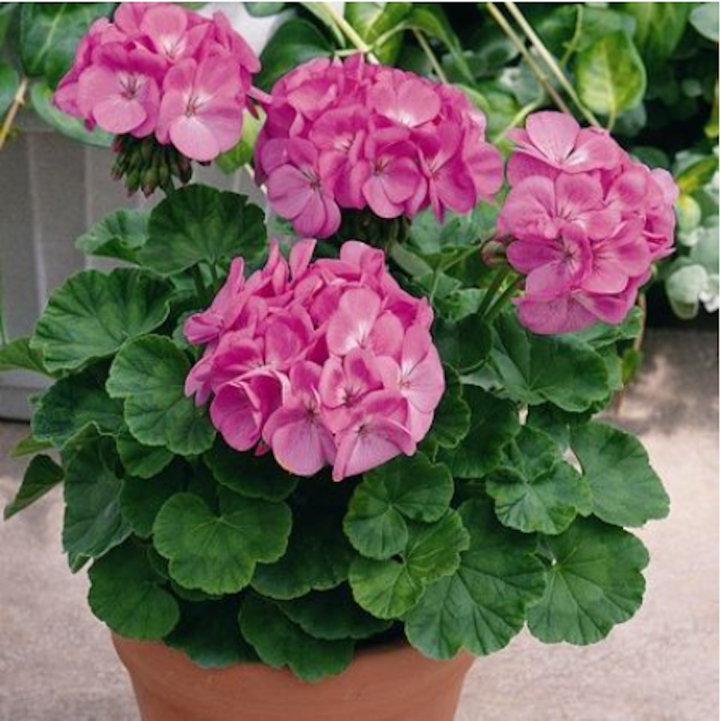Tanaman Geranium 2