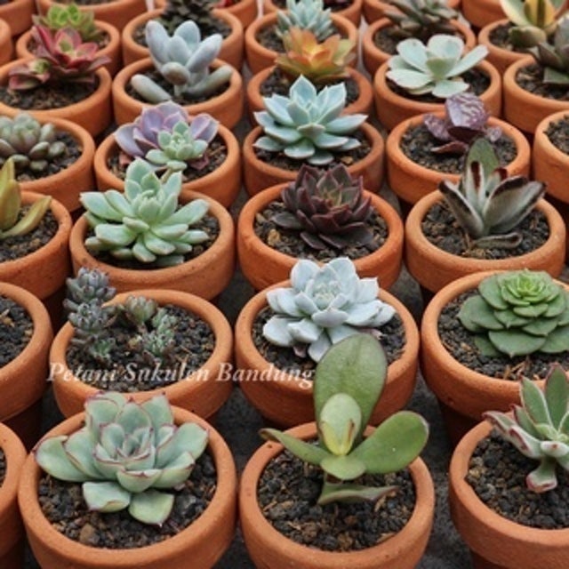 Petani Sukulen Bandung Kaktus Hias Hidup Aneka Warna