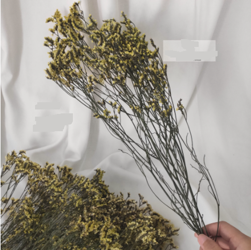 Preserved Limonium 3