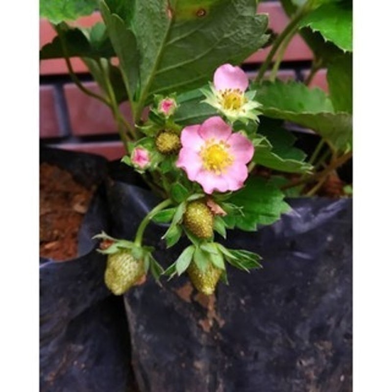 Bibit Strawberry Merlan 2