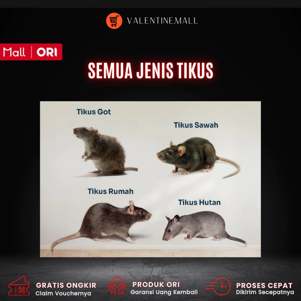 Radiant Rats Killer 5