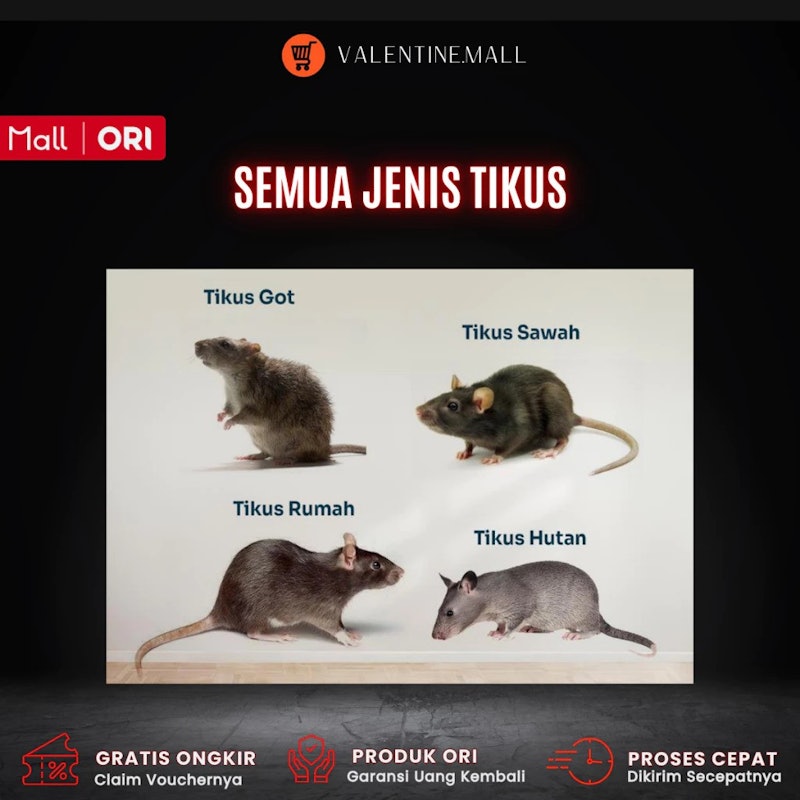 Radiant Rats Killer 5