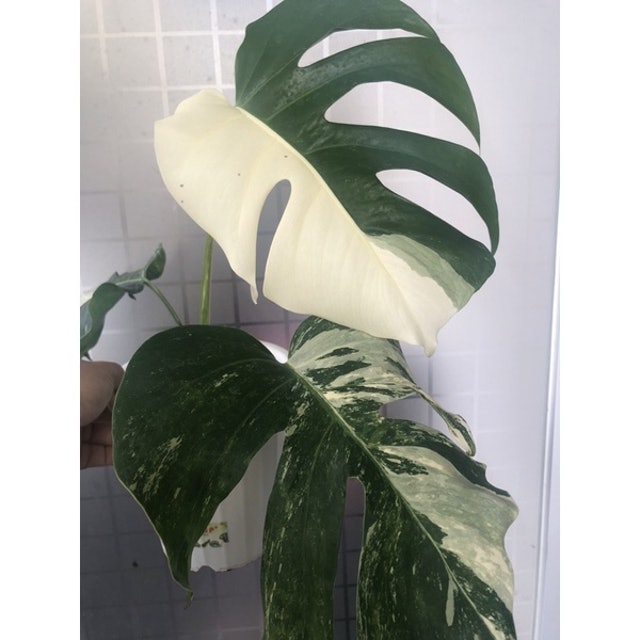  Bibit Monstera variegata