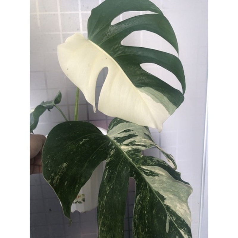 Bibit Monstera variegata 2