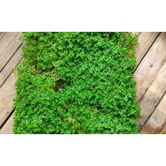 Hemianthus callitrichoides 'Cuba'