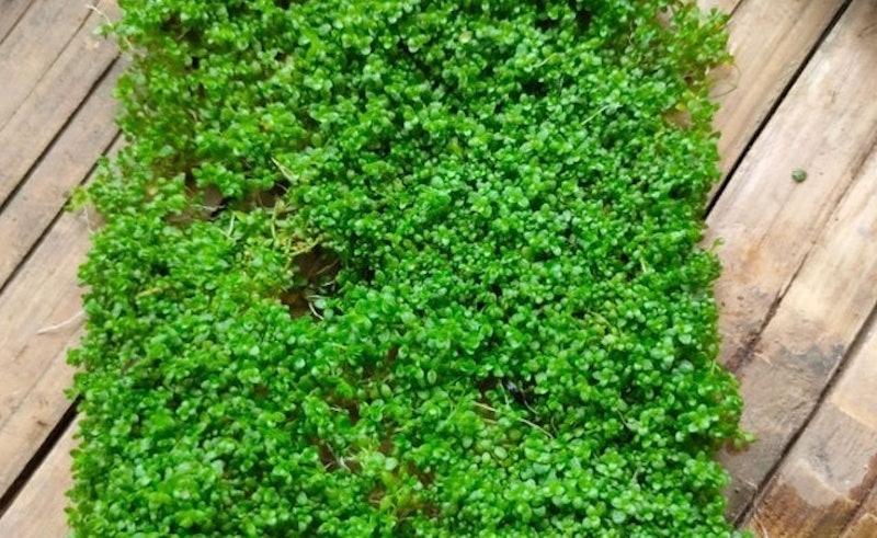 Hemianthus callitrichoides 'Cuba' 1