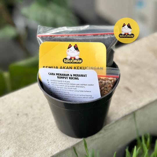 Kekucingan Paket Tanam Wheatgrass 3