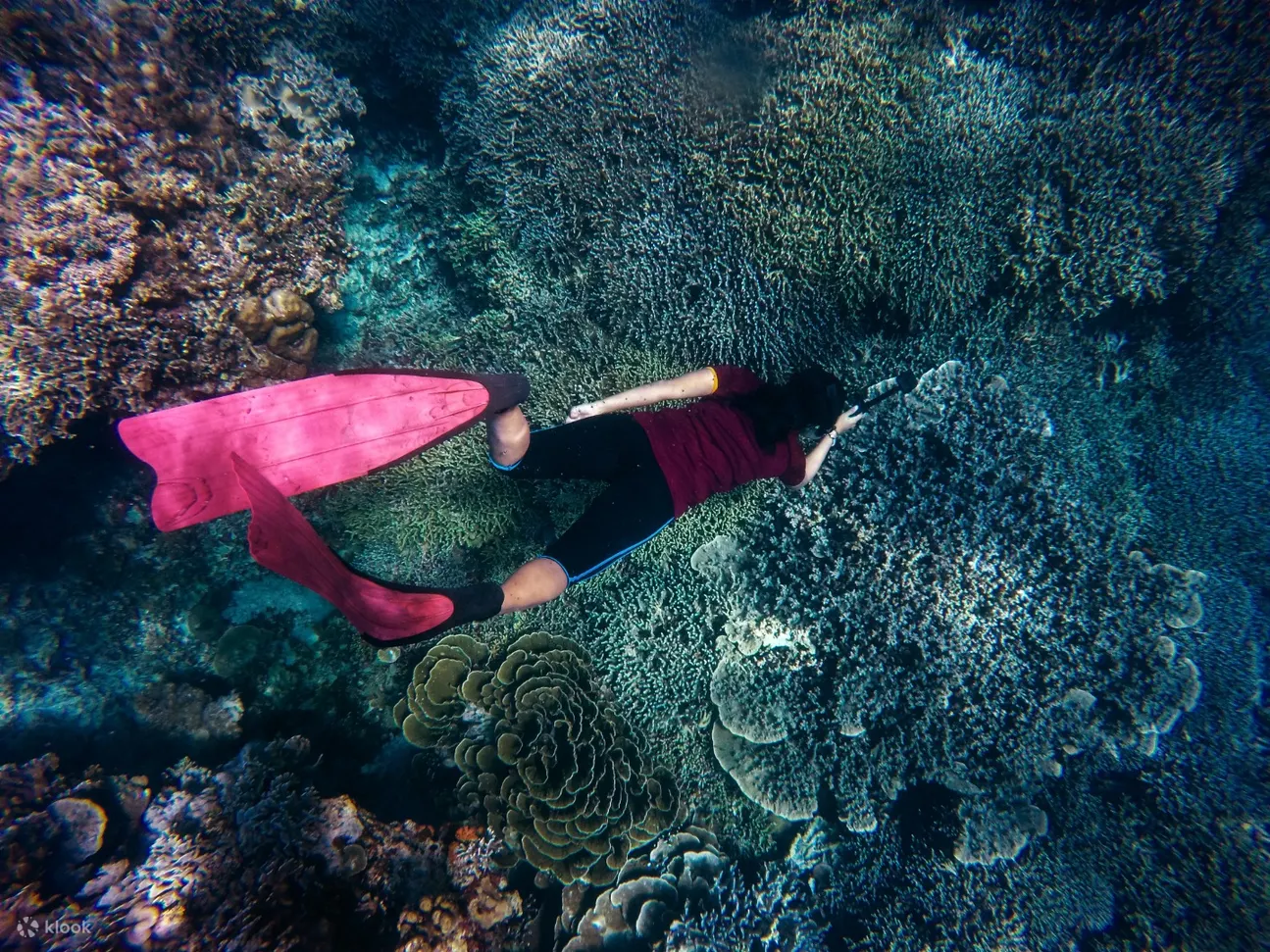 Snorkeling 1 Hari di Taman Nasional Komodo 2