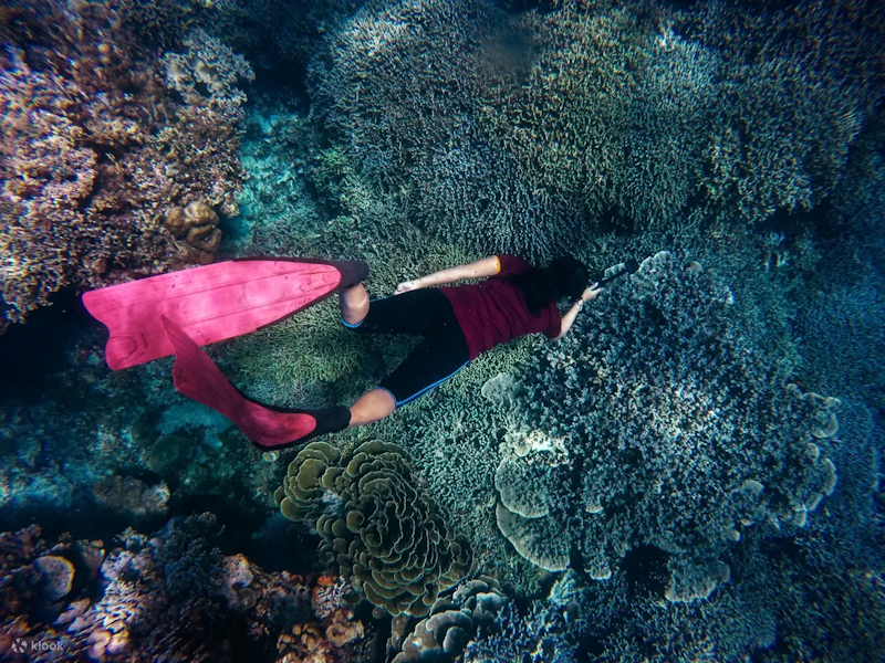 Snorkeling 1 Hari di Taman Nasional Komodo 2