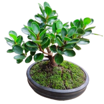 Bibit Bonsai Dolar Mikro Mangkok
